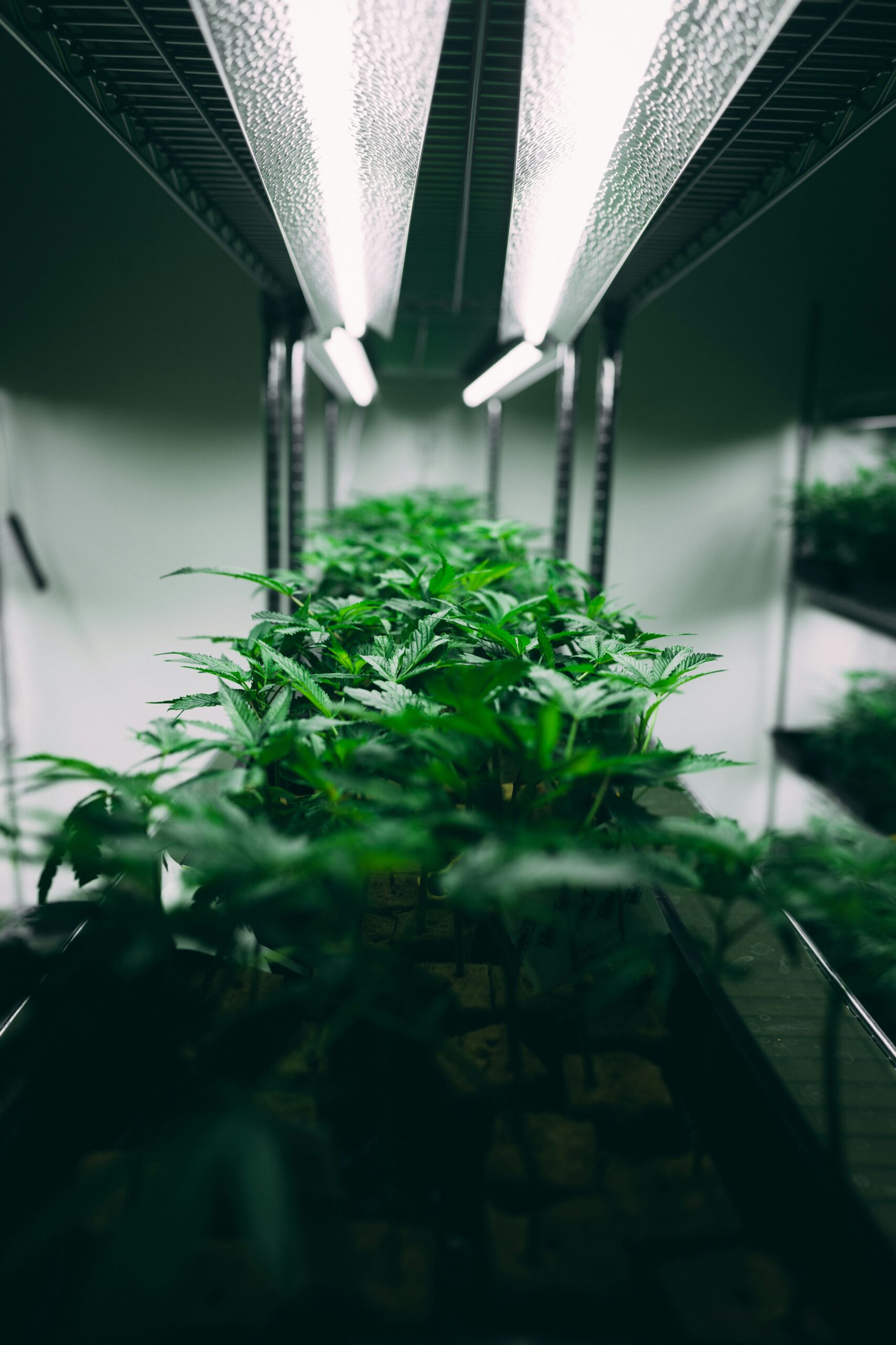 luces led hidroponia