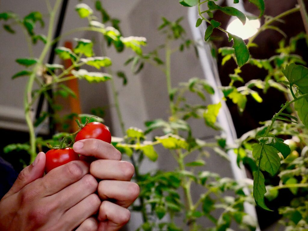 Plantas de tomate cherry creciendo en sistema hidropónico en casa