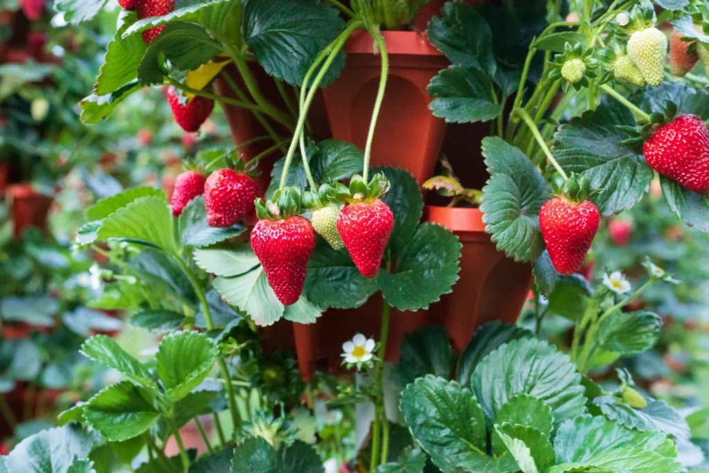 Fresas maduras creciendo en sistema hidropónico vertical en casa