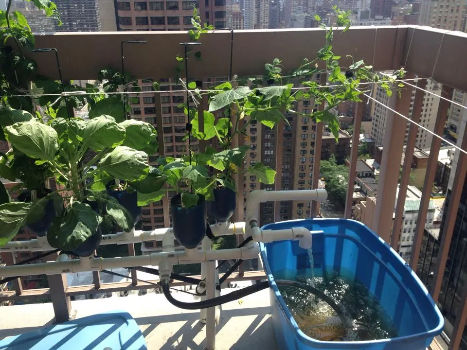 Sistema hidropónico montado en balcón pequeño con plantas creciendo