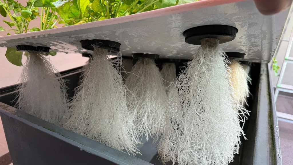 Comparativa entre sistema hidropónico y aeropónico con raíces visibles