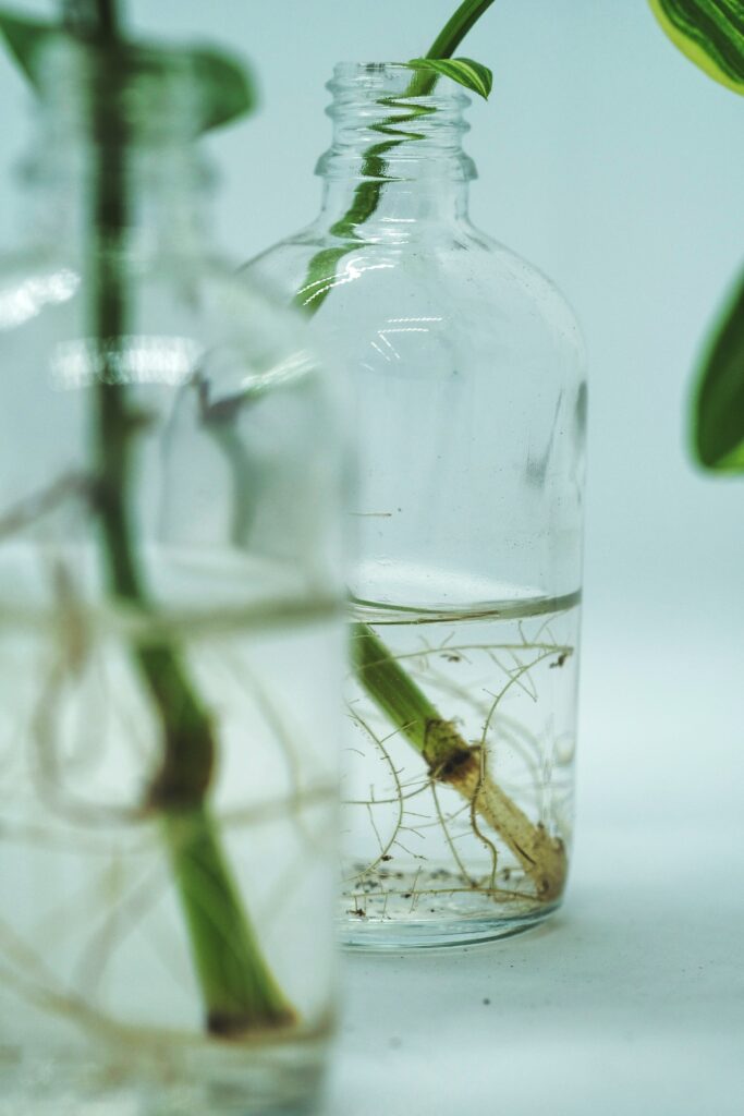 Plantas creciendo en sistema hidropónico sin tierra con raíces en agua
