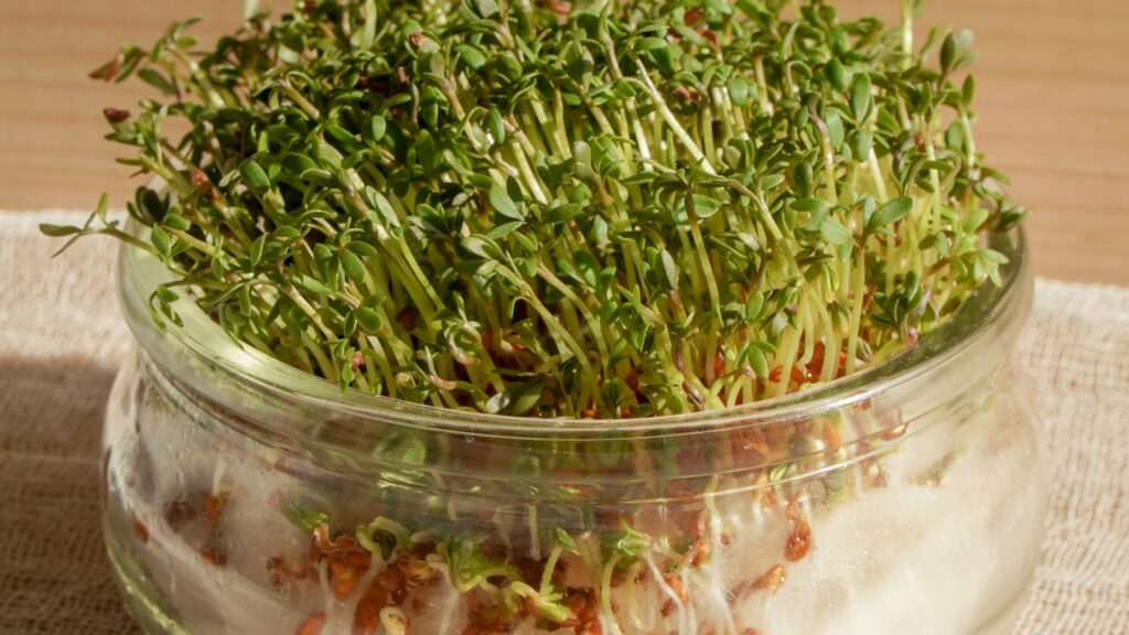 Brotes verdes creciendo en un cuenco de cristal