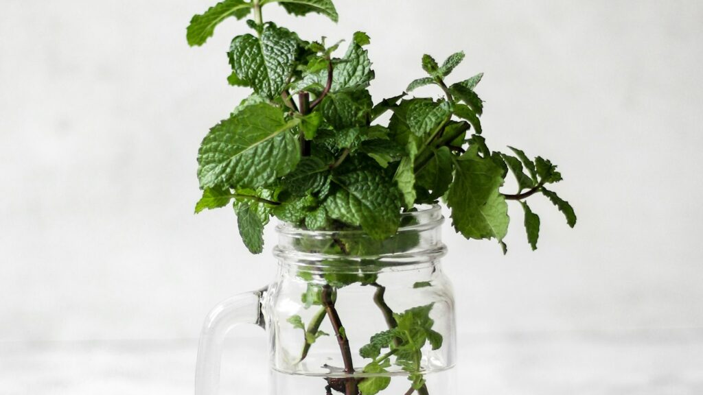 Rama de menta creciendo en un tarro con agua, cultivo sin tierra