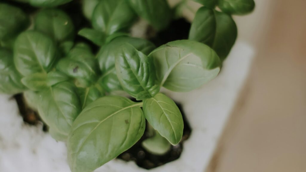 Plántulas de albahaca creciendo en un jardín hidropónico de interior