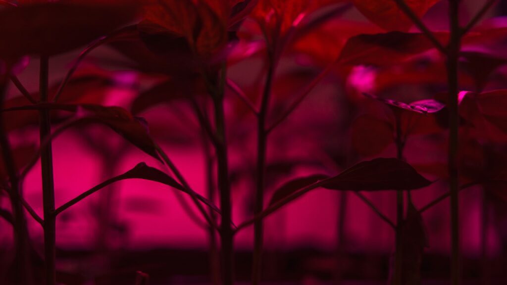 Plantas creciendo bajo luz de cultivo en un armario indoor