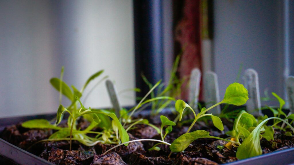 Plántulas creciendo en una bandeja en un cultivo de interior