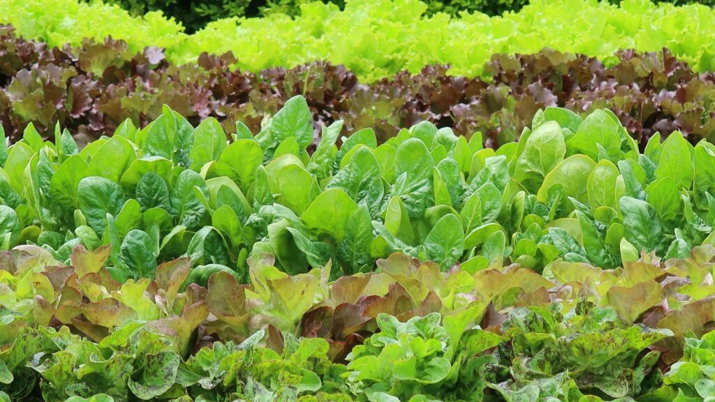 Hileras de lechugas y hortalizas de hoja en un cultivo de invernadero