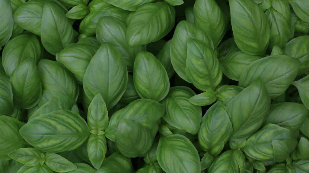 Hojas de albahaca fresca, hierba aromática ideal para cultivo hidropónico en casa