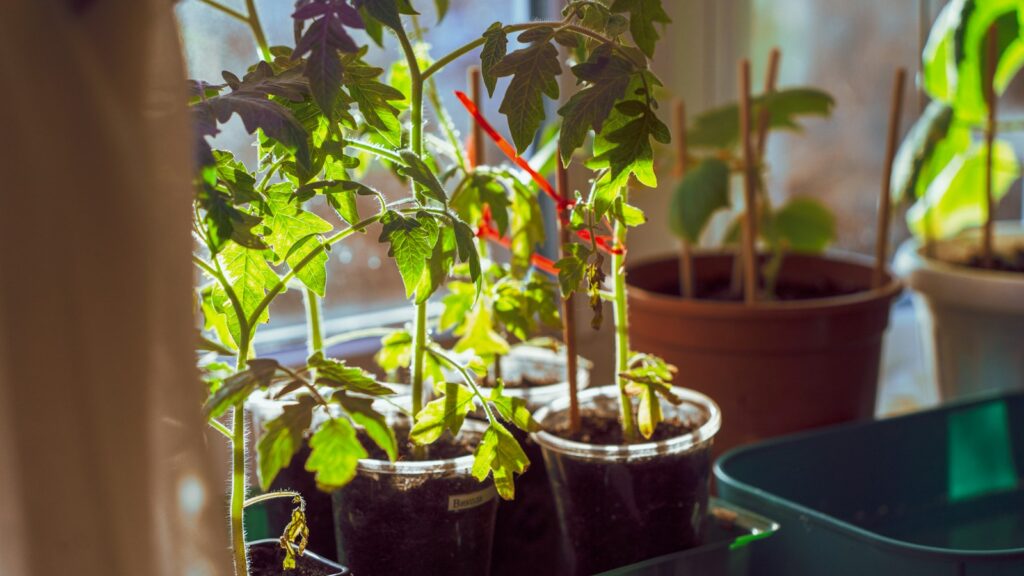 Plantas jóvenes en macetas con mucha luz natural, cultivo en espacios pequeños como terraza