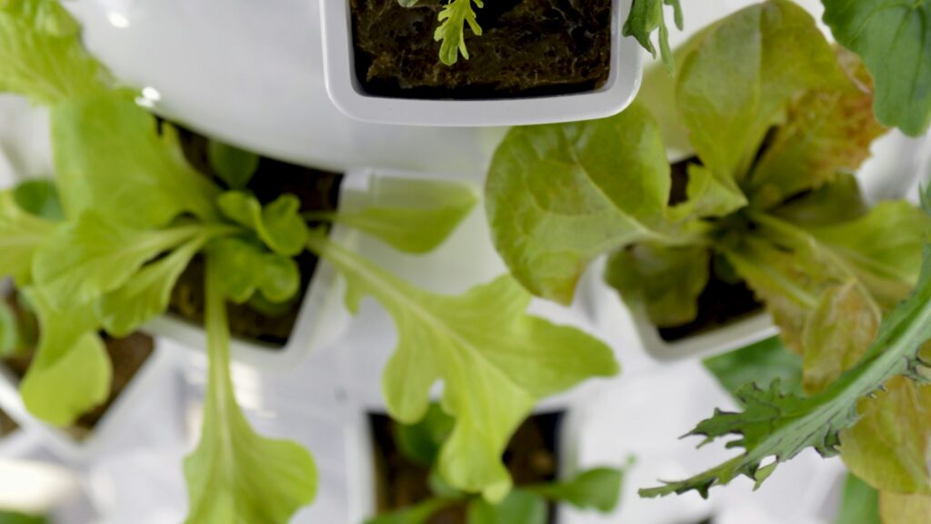 Torre de cultivo blanca con lechugas y hojas verdes