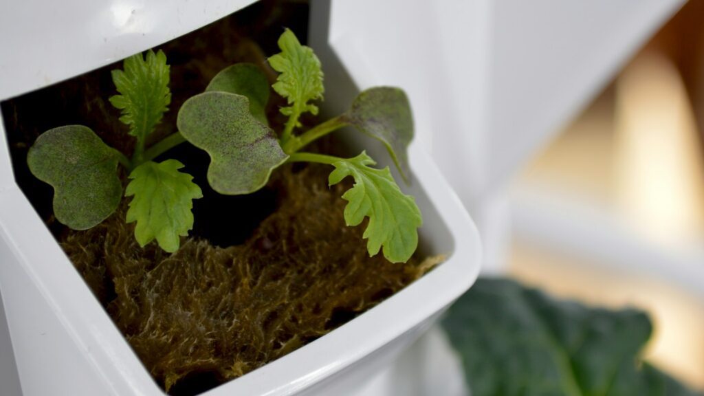 Plántula joven creciendo en una cápsula blanca de cultivo