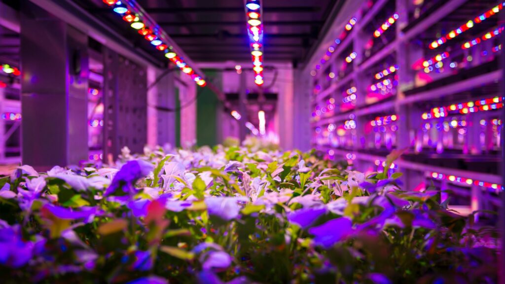Filas de plantas creciendo bajo luces LED de cultivo