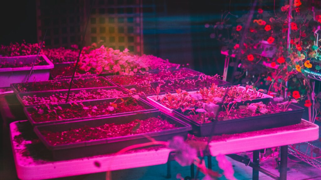 Bandejas de plántulas bajo una luz LED de cultivo