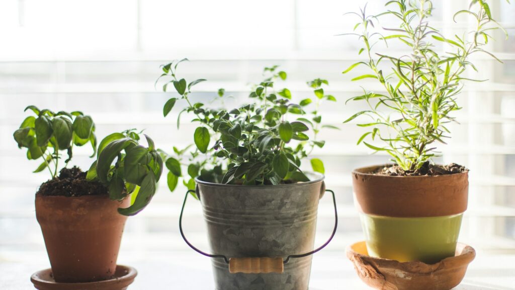 Tres macetas con hierbas aromáticas junto a una ventana luminosa