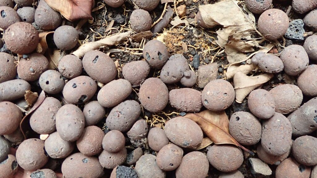 Bolas de arcilla expandida, sustrato habitual en hidroponía