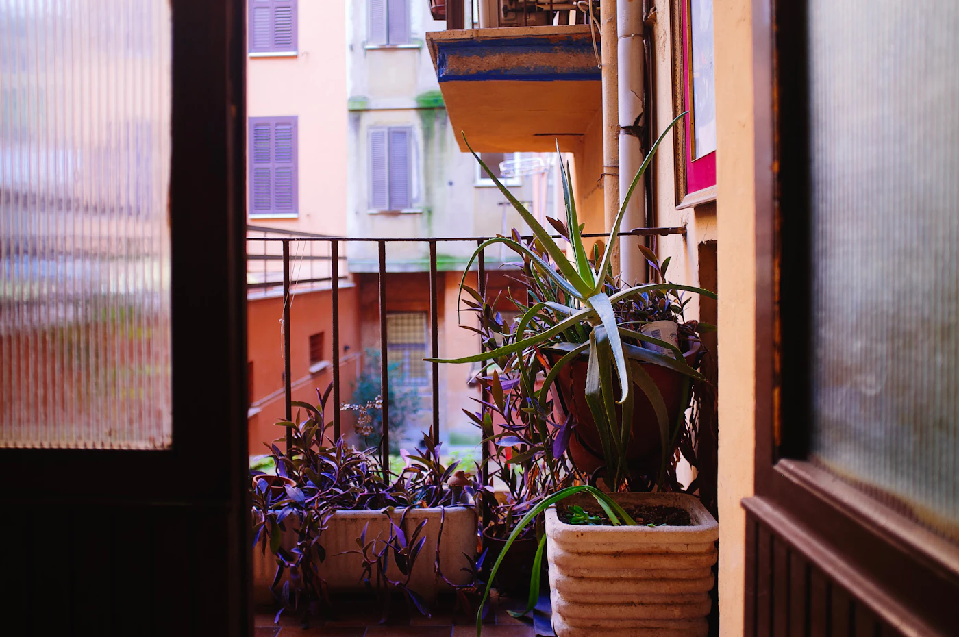 Plantas trepadoras en un balcón con buena luz natural