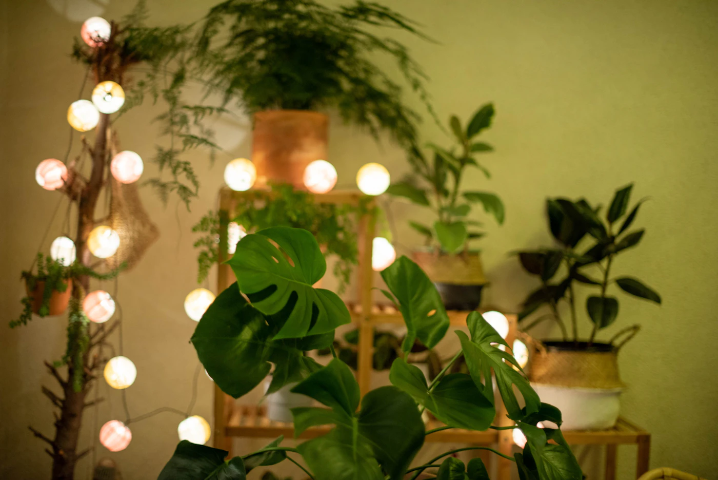 Terraza soleada con plantas de fruto sostenidas en vertical