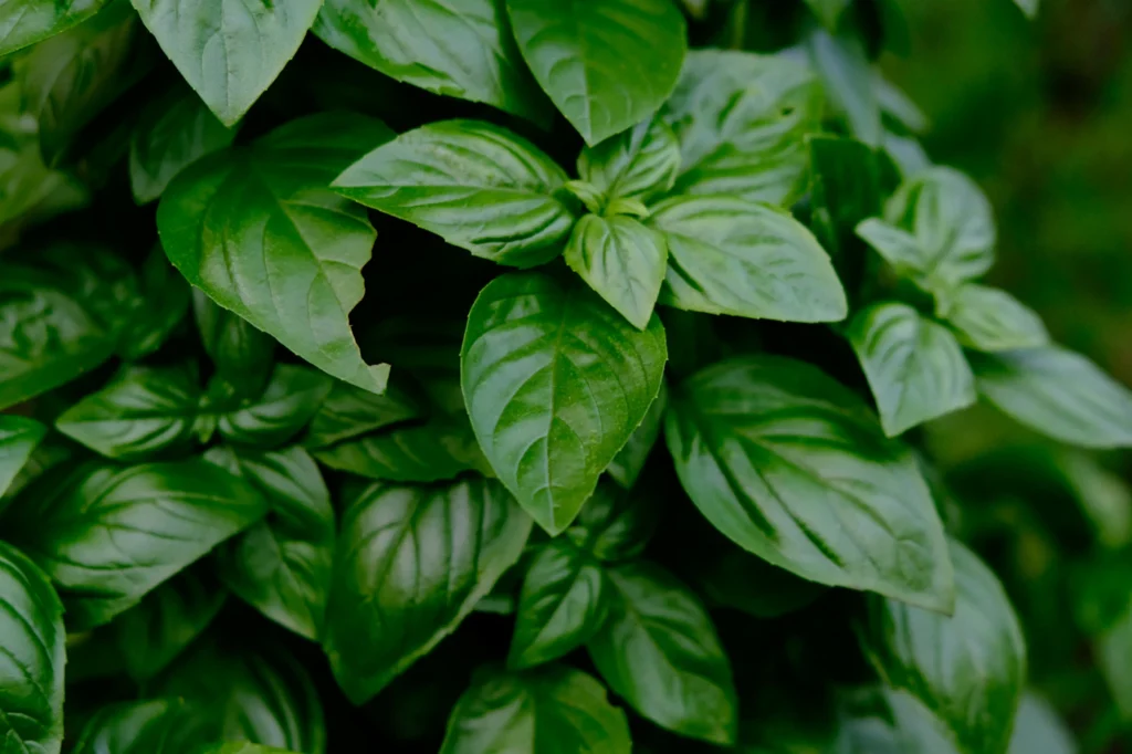 Foto de ambiente para guía de hidroponía
