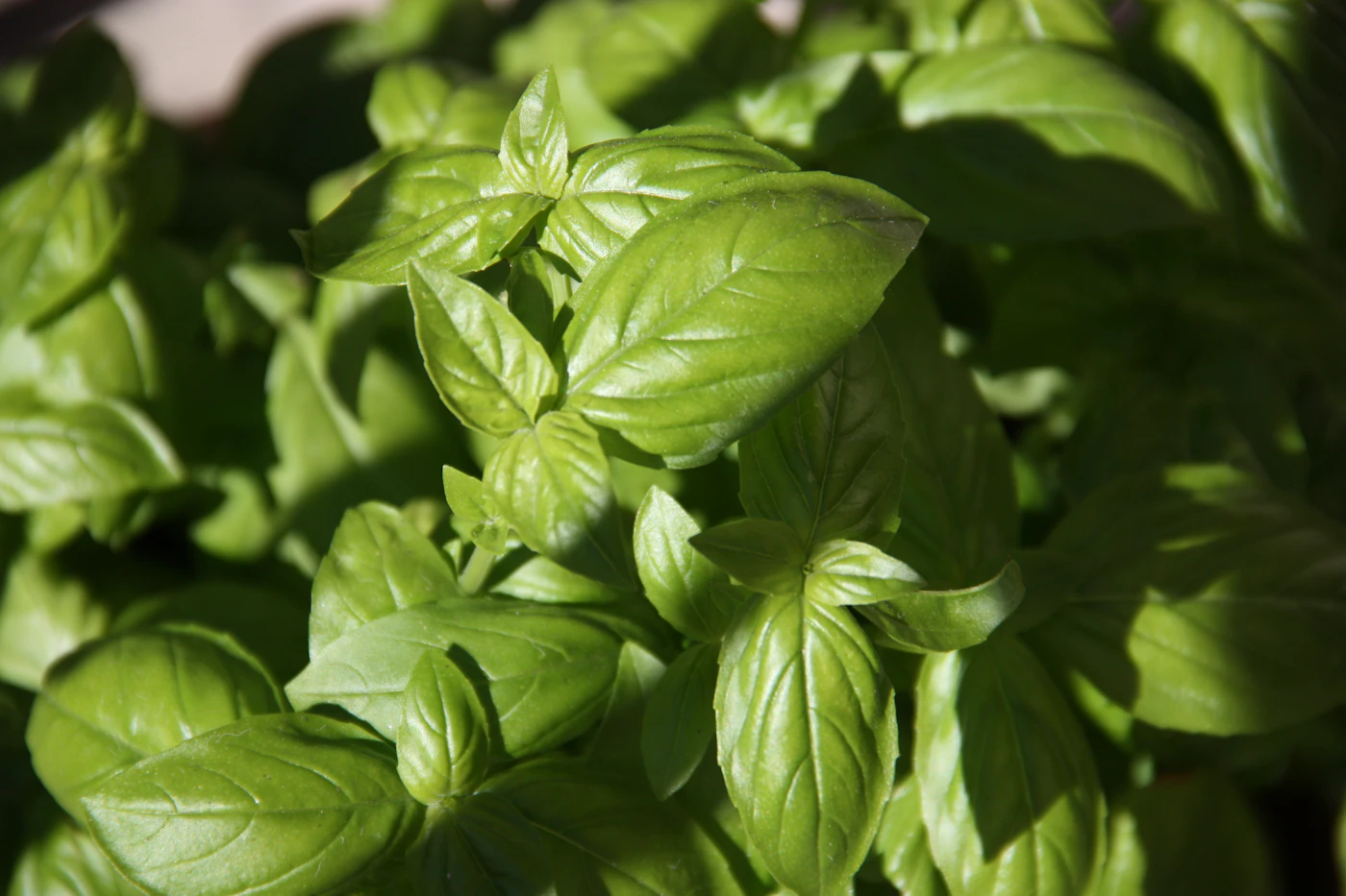 Planta de hoja verde aromática creciendo con buena luz