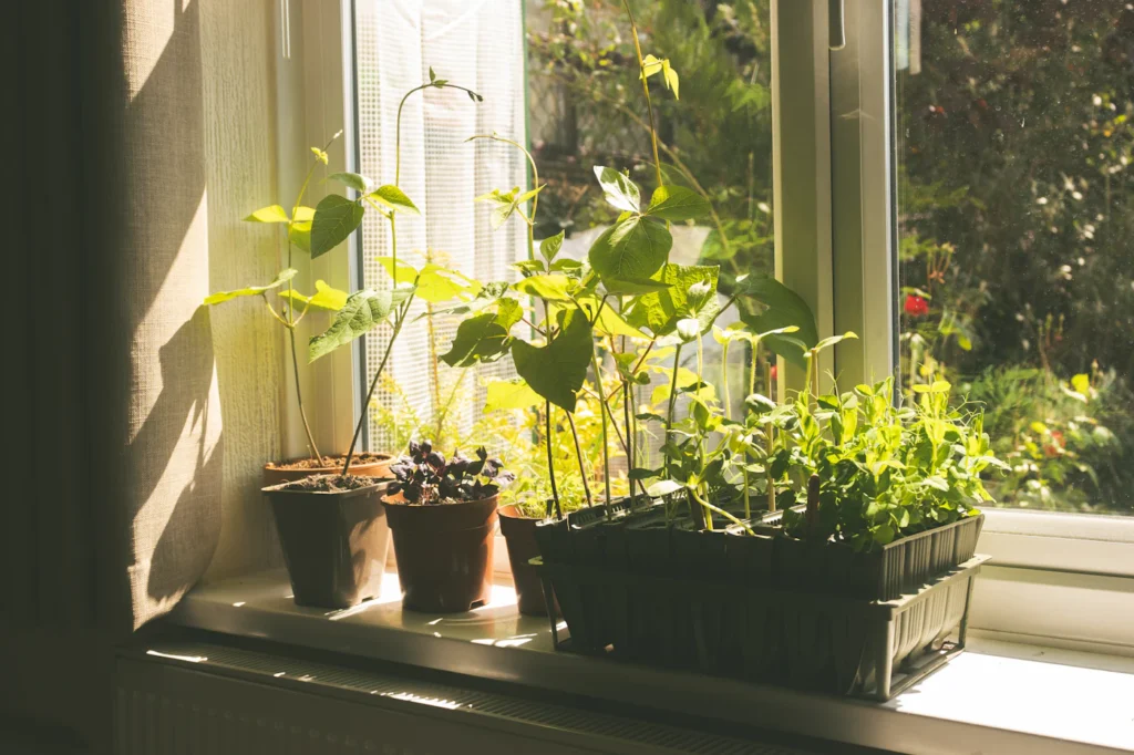 Foto de ambiente para guía de hidroponía