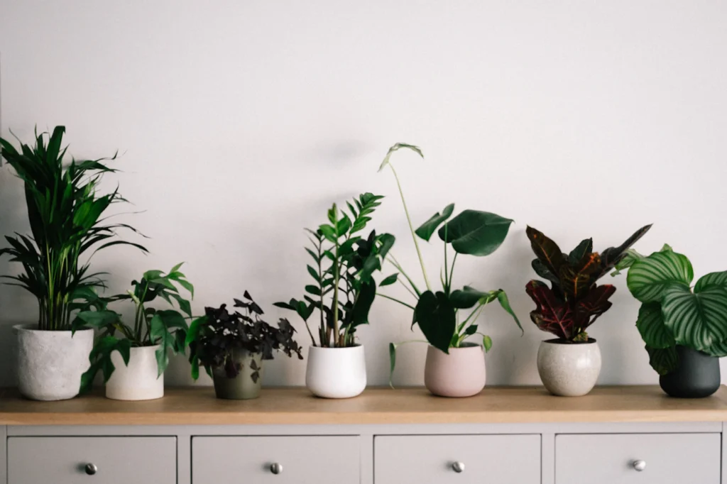 Foto de ambiente para guía de hidroponía