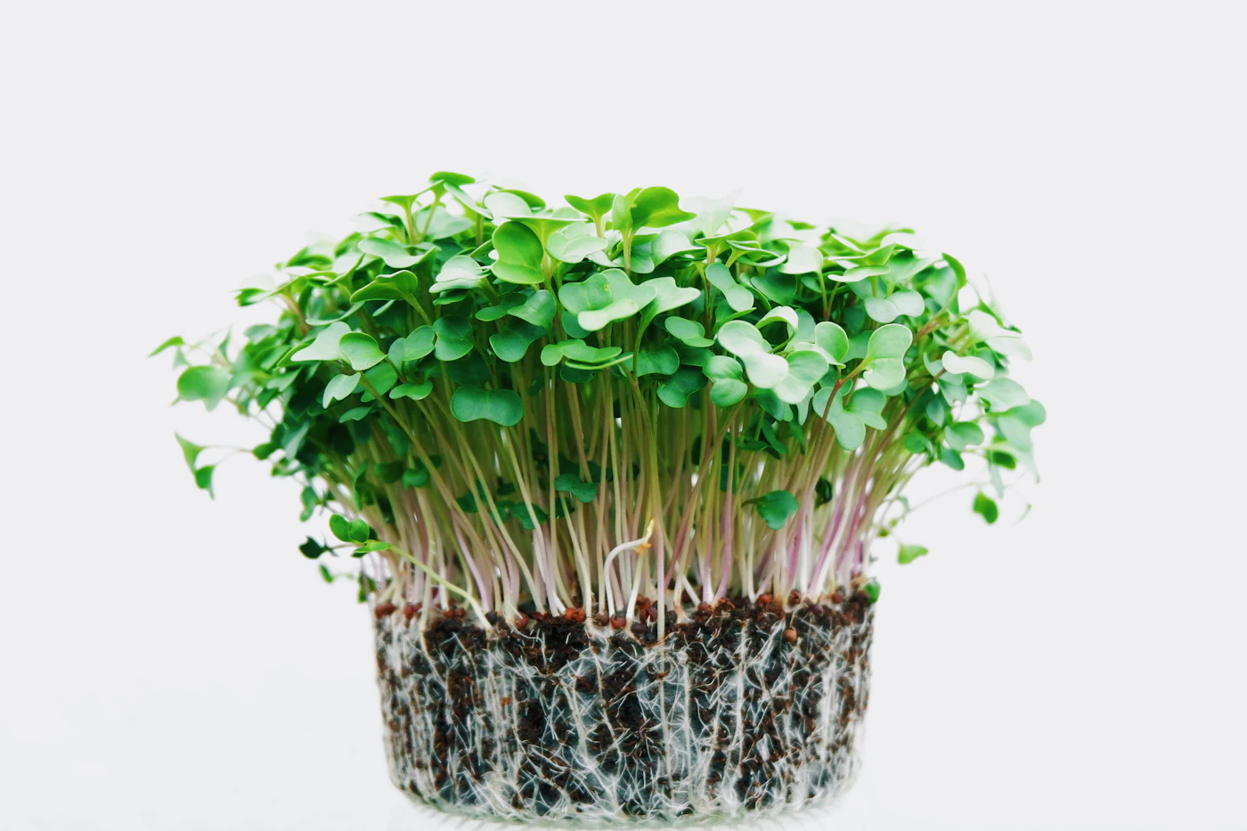 Microbrotes verdes con sus raíces