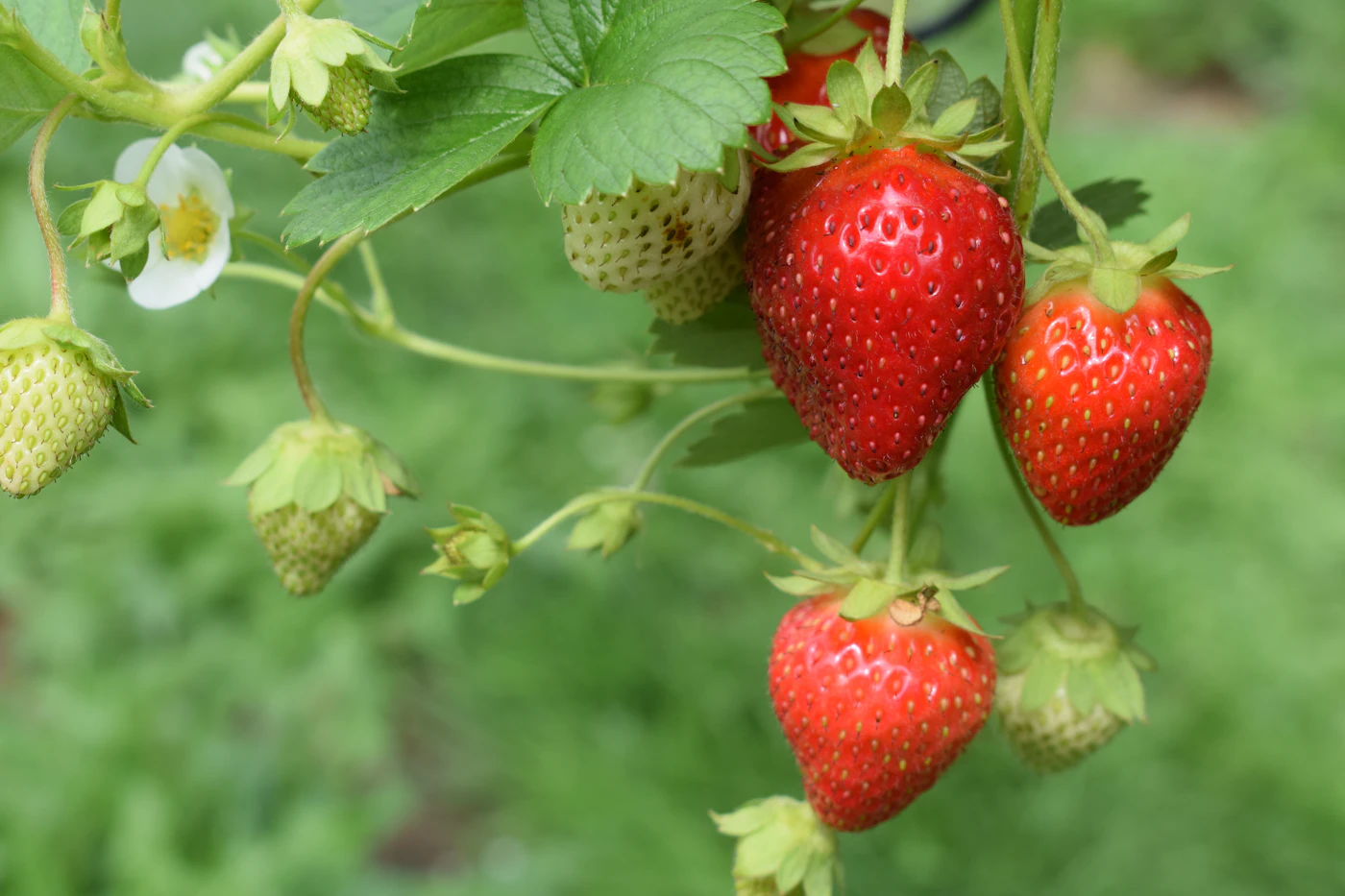 Fresas rojas pequeñas colgando de una mata