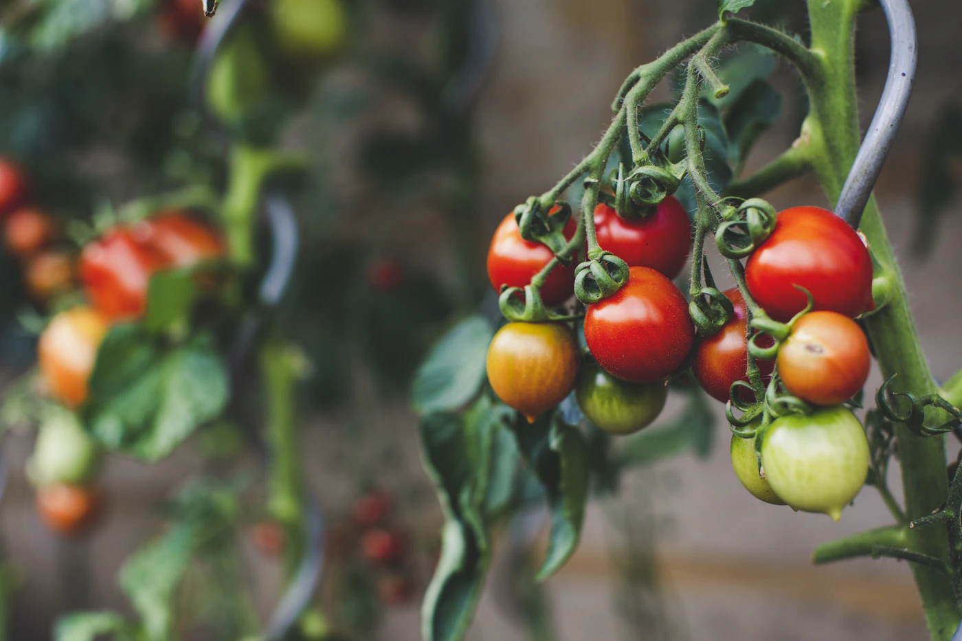 Tomates cherry rojos madurando en la mata