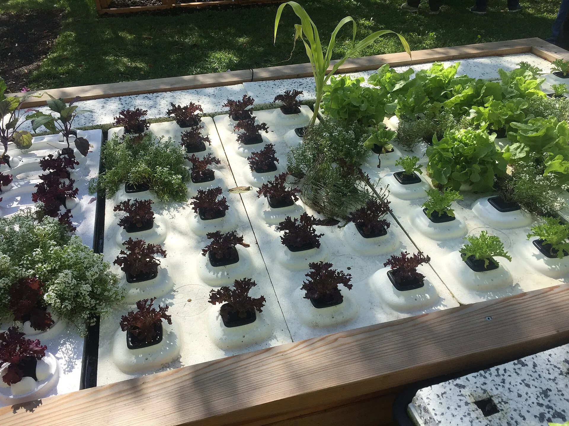 Bancal elevado con lechugas y plantas cultivadas en hidroponía
