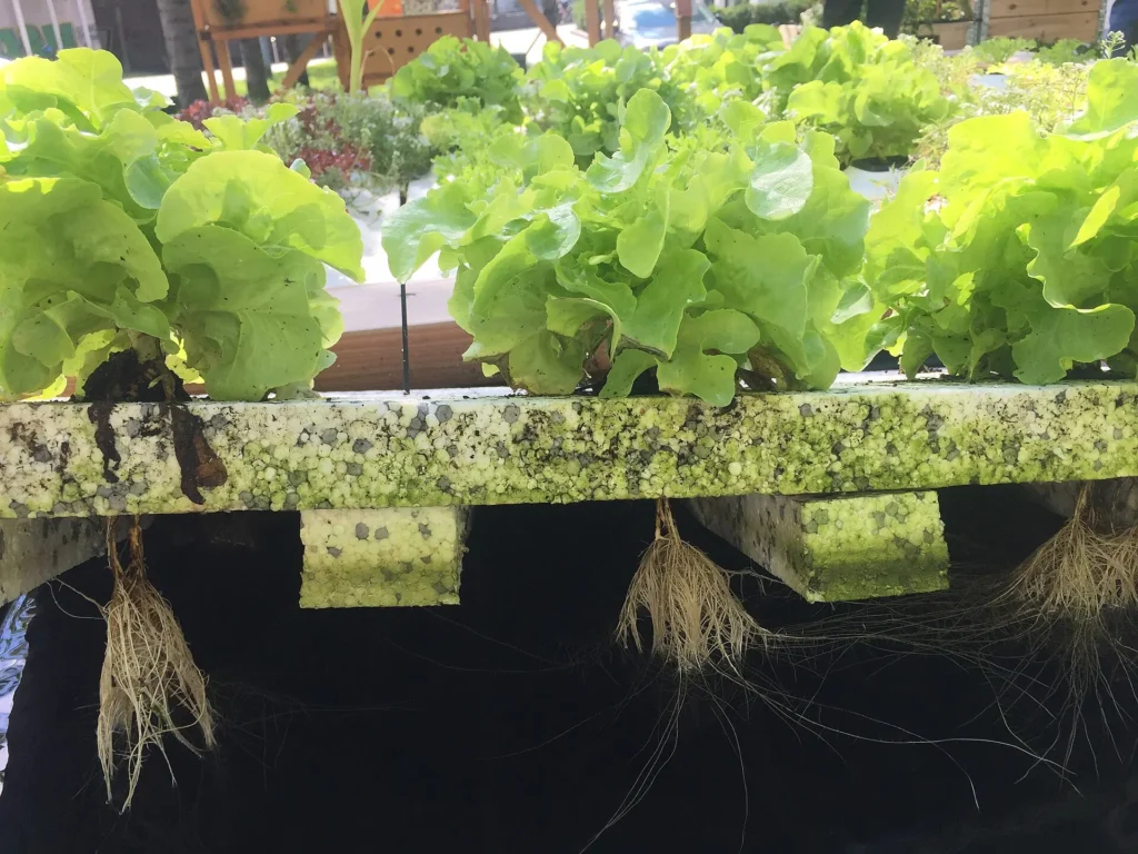 Lechugas con las raíces dentro de un canal de cultivo hidropónico