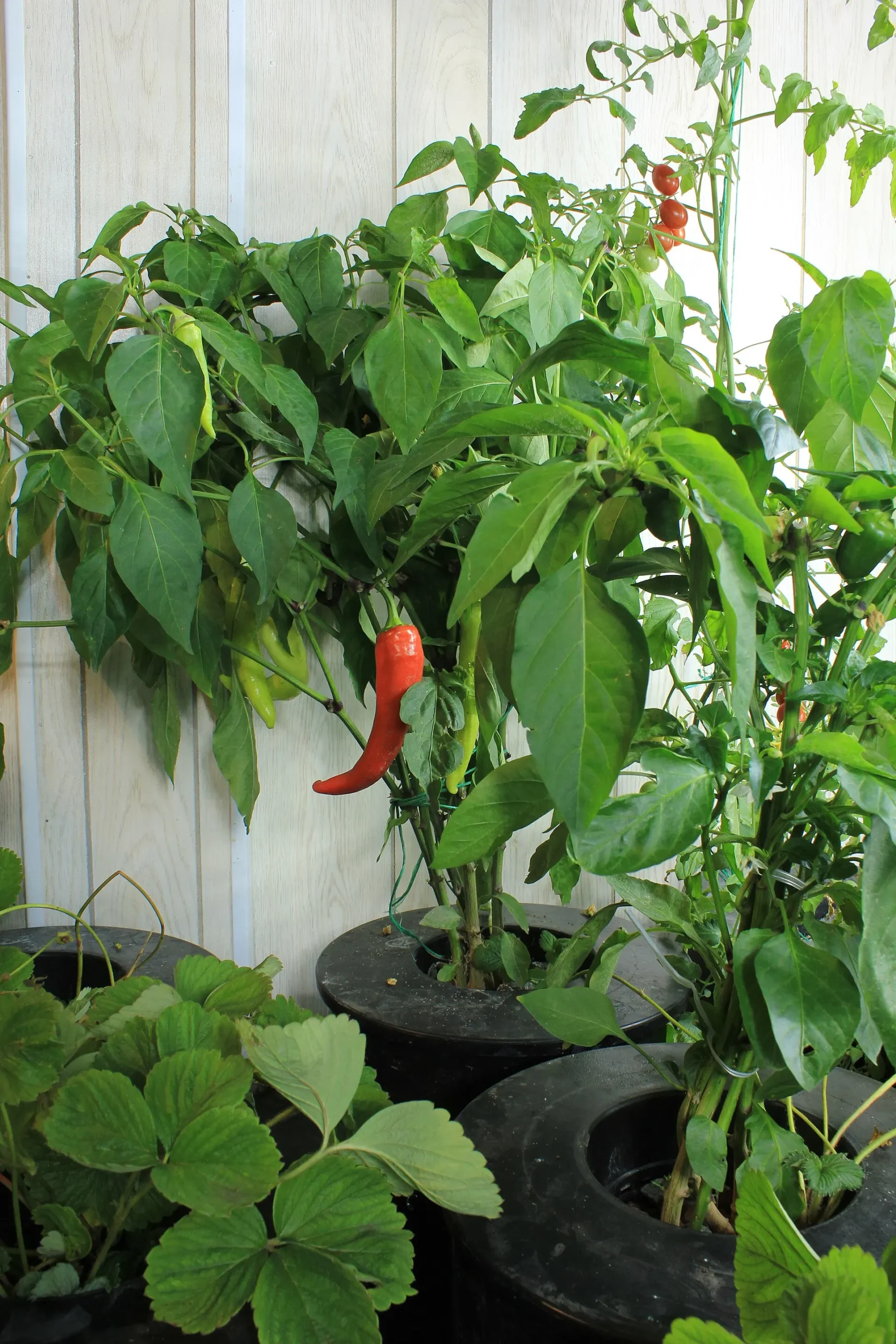 Planta de pimiento con fruto rojo