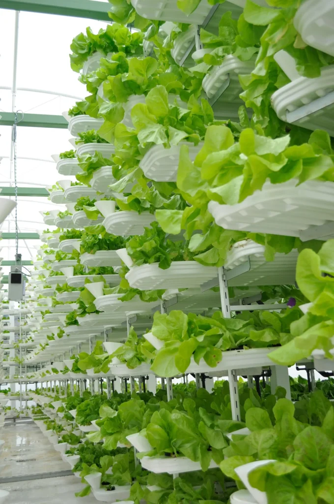 Torre vertical de cultivo con lechugas hidropónicas