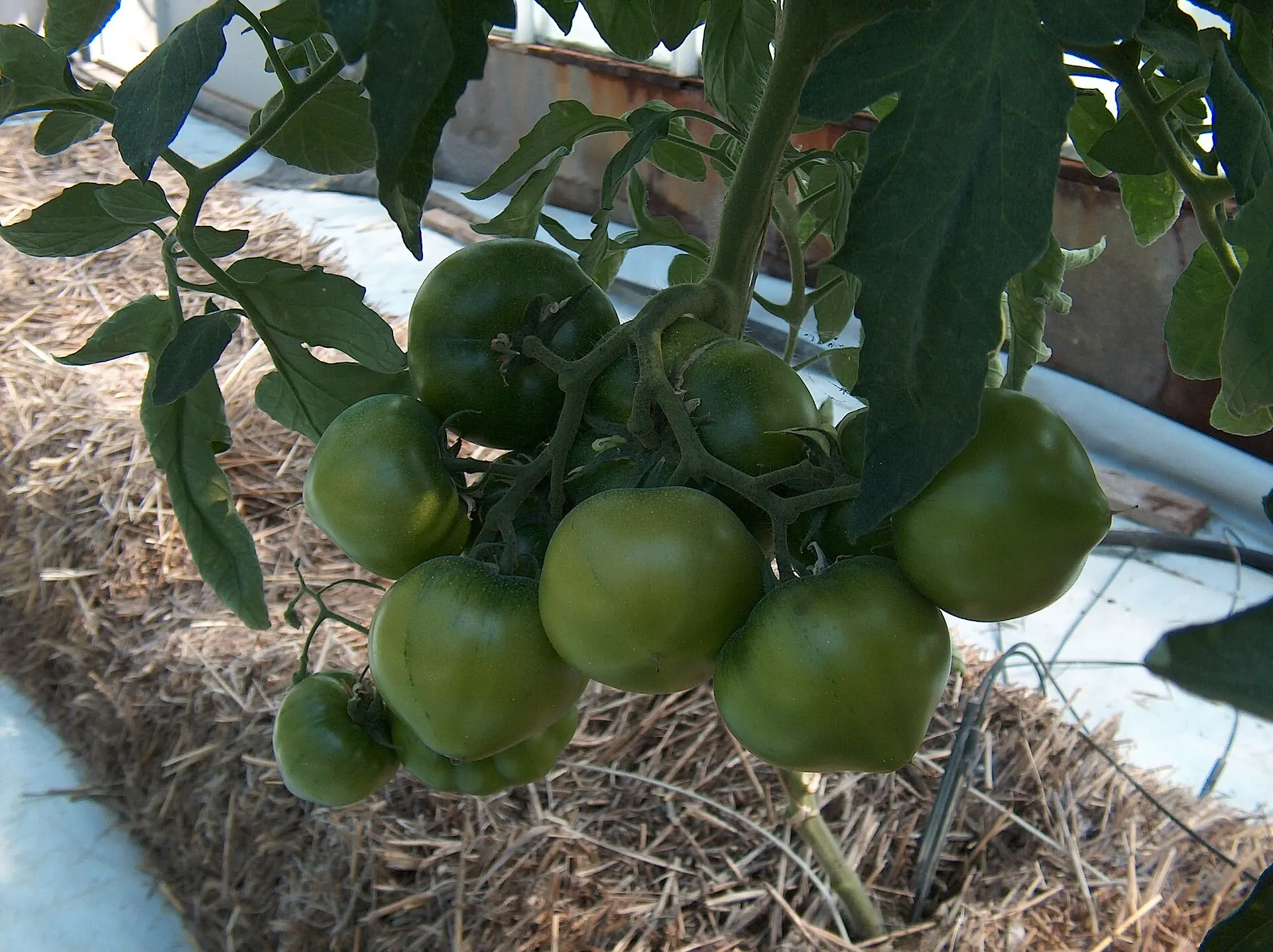 Tomates verdes en una planta cultivada en hidroponía