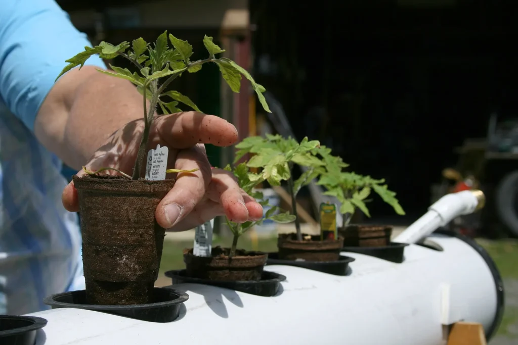Plantones de tomate con raíces listos para pasar a un sistema hidropónico
