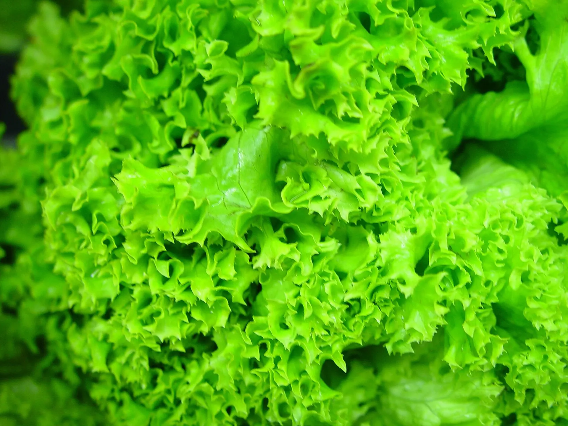 Hojas de lechuga verde brillante