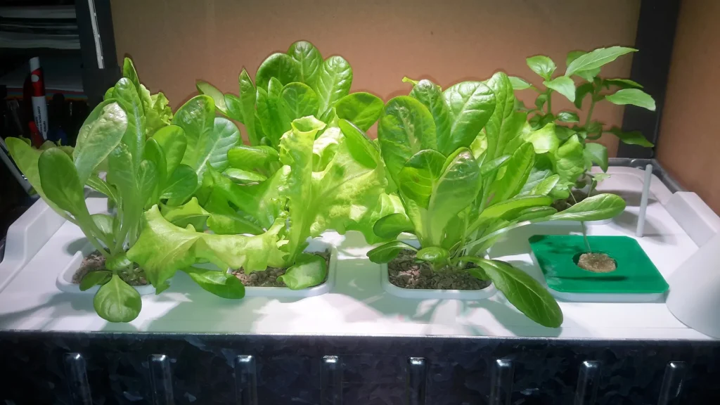 Lechugas creciendo en una bandeja de cultivo hidropónico