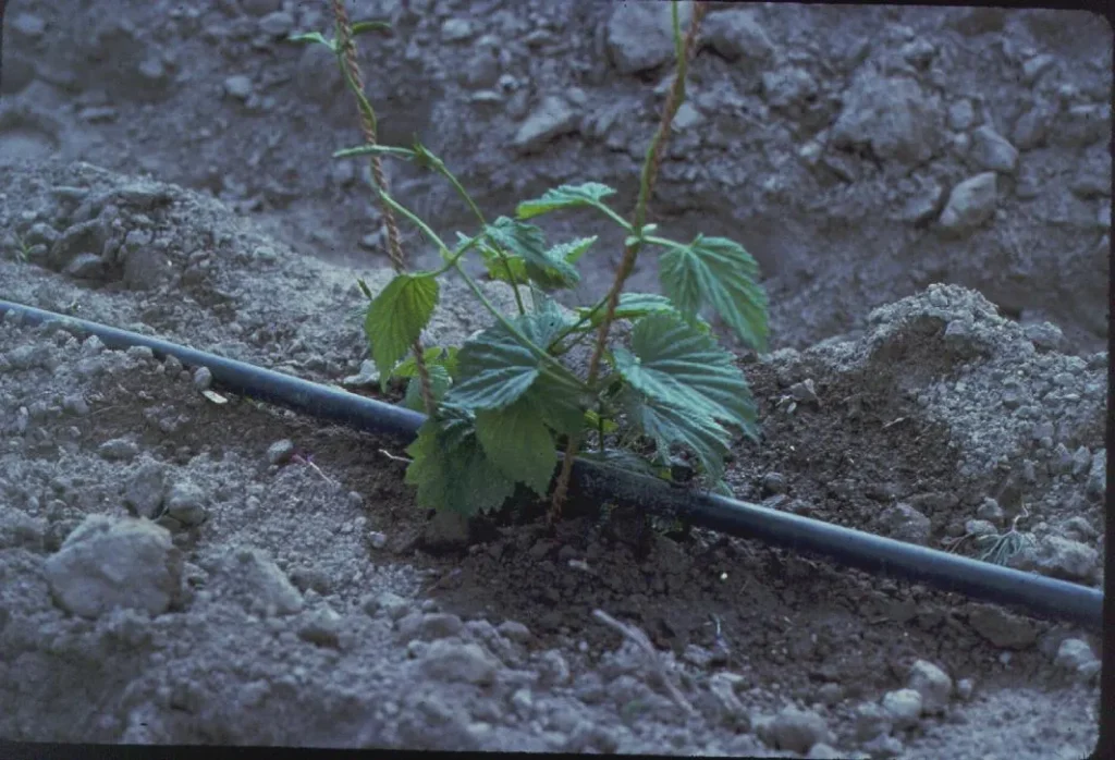Planta joven junto a una línea de riego por goteo