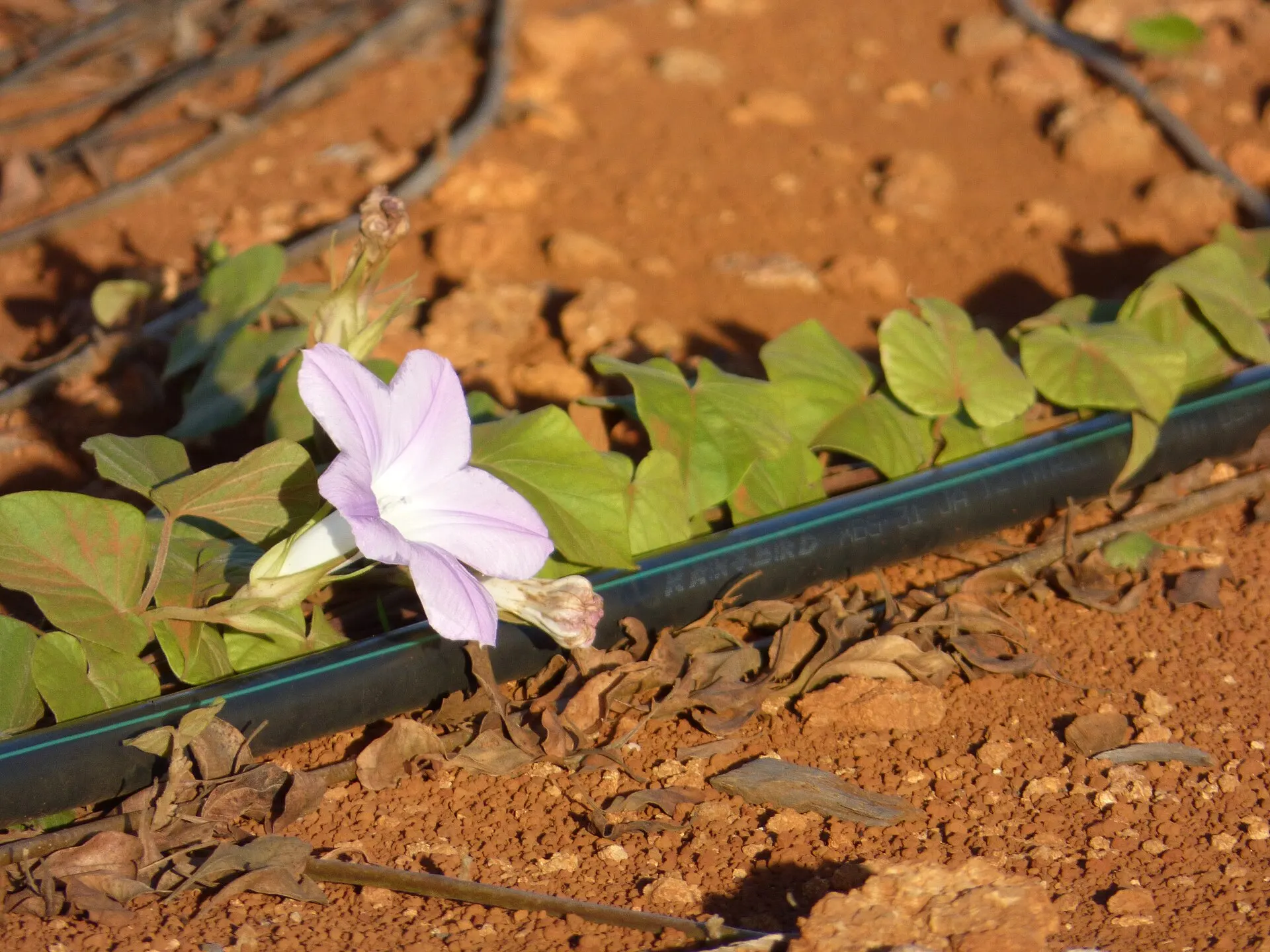 Línea de riego por goteo junto a una planta con flor (imagen ilustrativa)