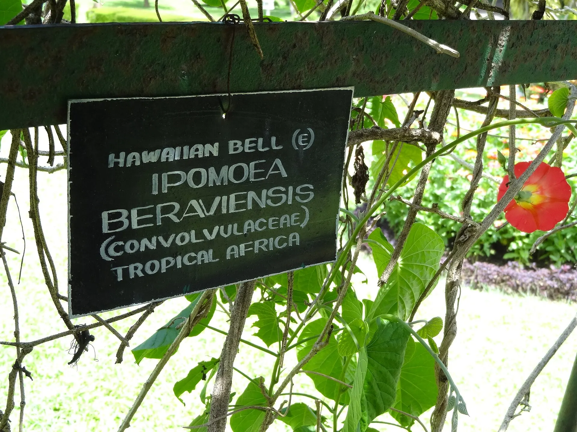 Cartel identificador de una planta en un jardín (imagen ilustrativa)
