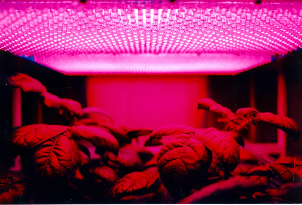 Plantas creciendo bajo un panel de luz LED de cultivo (imagen ilustrativa)