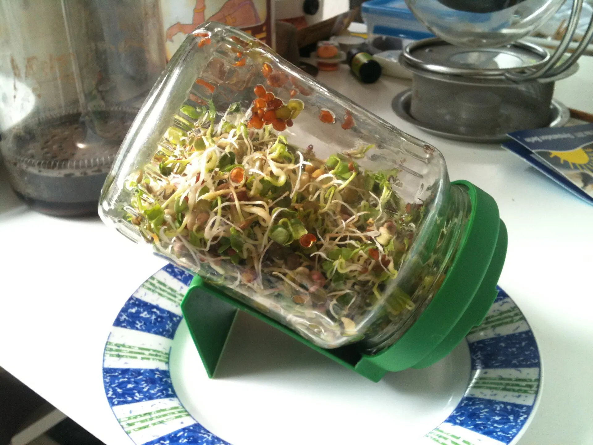 Tarro de cristal con semillas germinando (imagen ilustrativa)