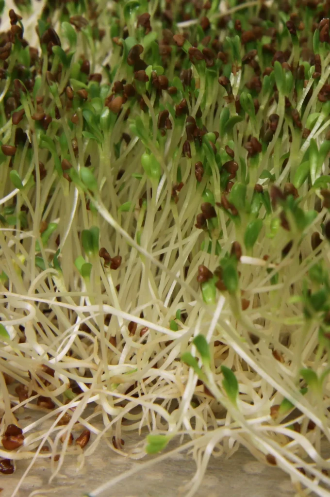 Brotes de alfalfa recién germinados
