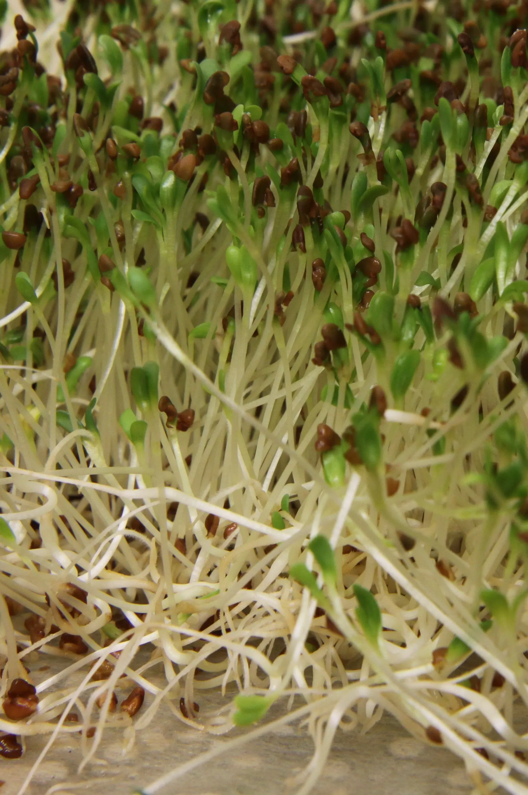 Brotes de alfalfa recién germinados (imagen ilustrativa)