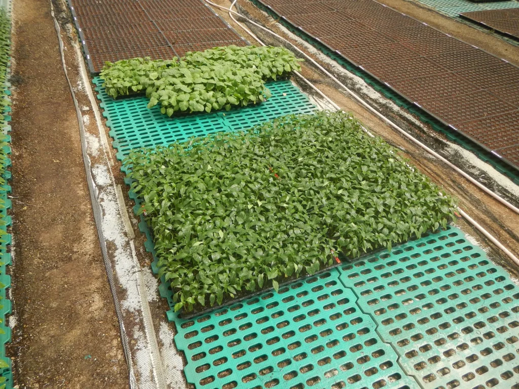 Plántulas creciendo en bandejas de semillero