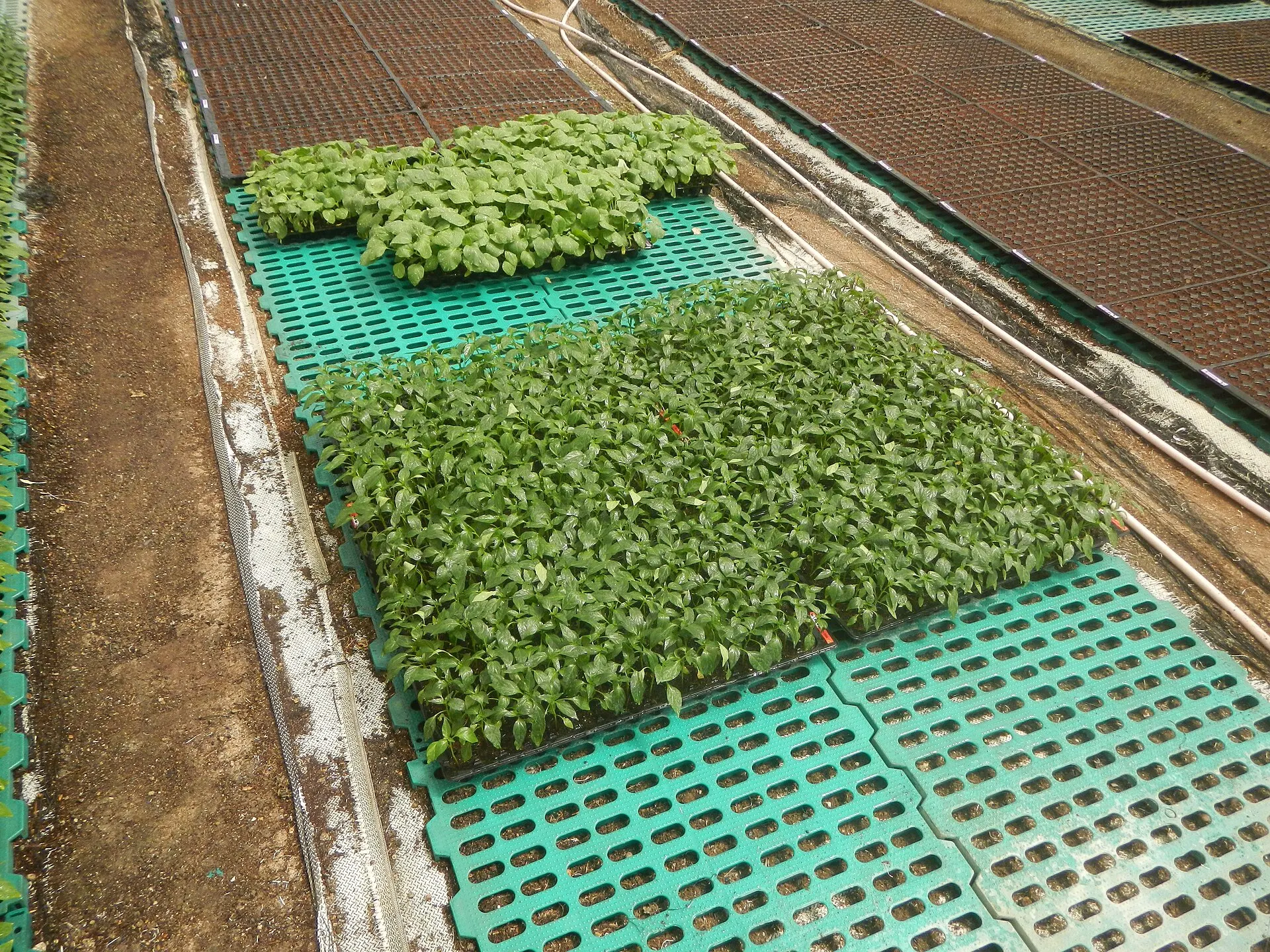 Plántulas creciendo en bandejas de semillero (imagen ilustrativa)