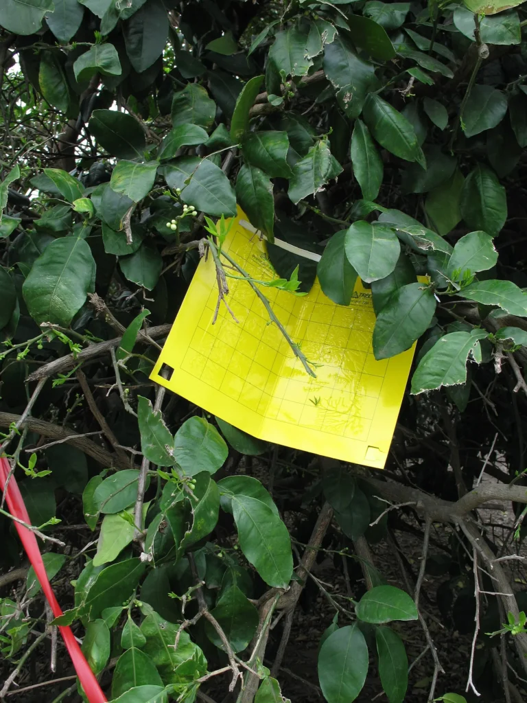 Trampa adhesiva amarilla colgada de una planta